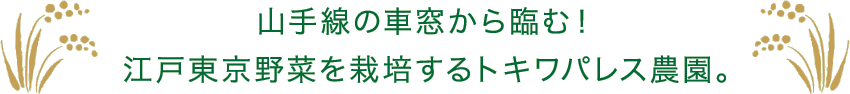 山手線の車窓から臨む！江戸東京野菜を栽培するトキワパレス農園。