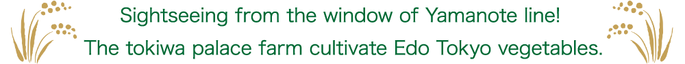Sightseeing from the window of Yamanote line! The tokiwa palace farm cultivate Edo Tokyo vegetables.